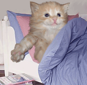 chat au lit
